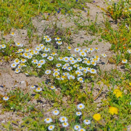 Amarylis Appartement Almiros strand